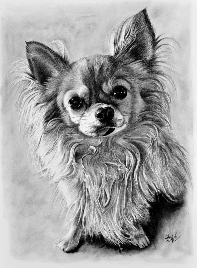 Portrét psíka